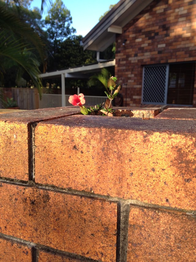 © irene waters 2014