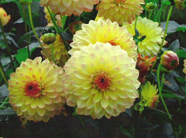 31 gardens villa Tarranto 1 - Version 2