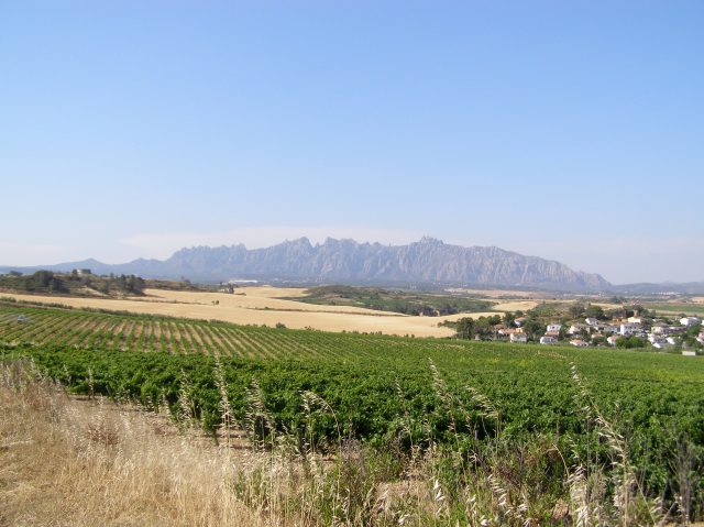 © irene waters 2014