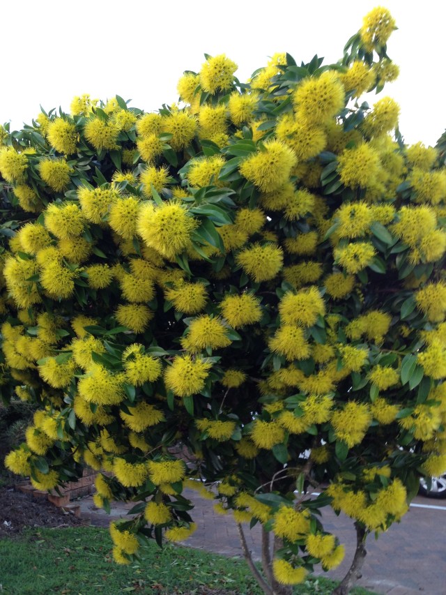 © irene waters 2014