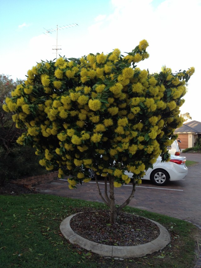 © irene waters 2014