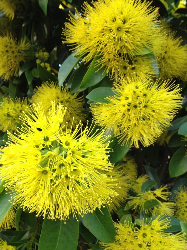 © irene waters 2014