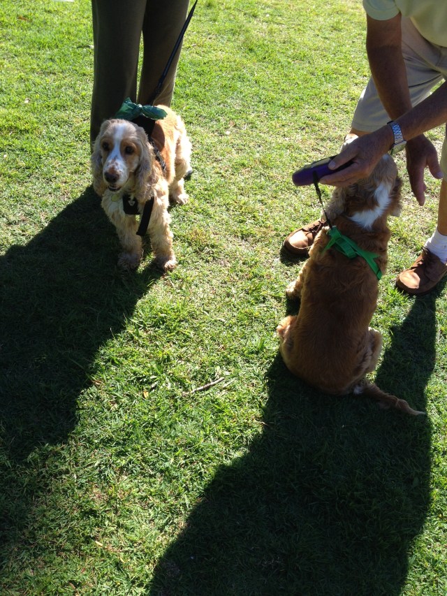 © irene waters 2014