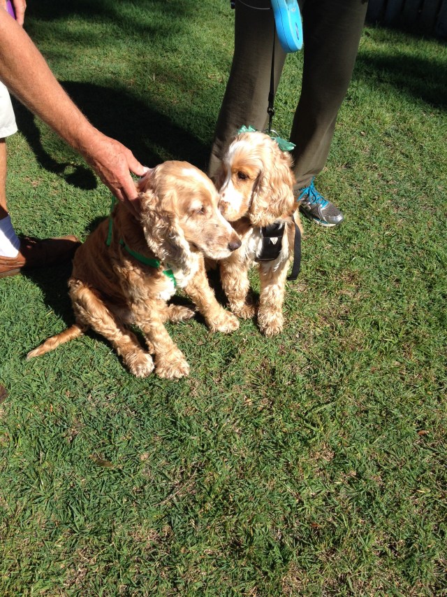 © irene waters 2014