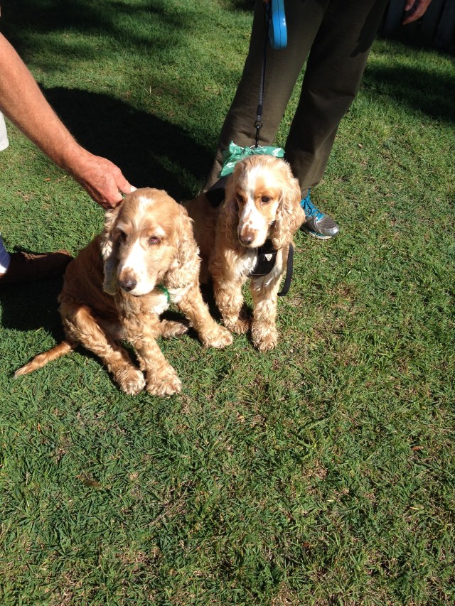 © irene waters 2014