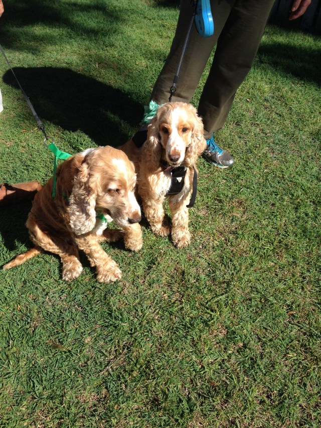 © irene waters 2014