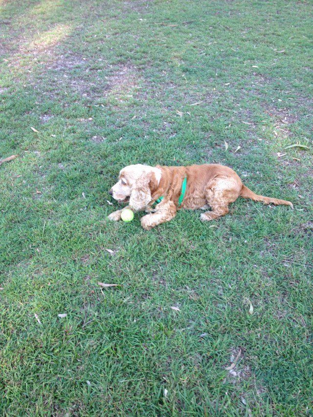 © irene waters 2014