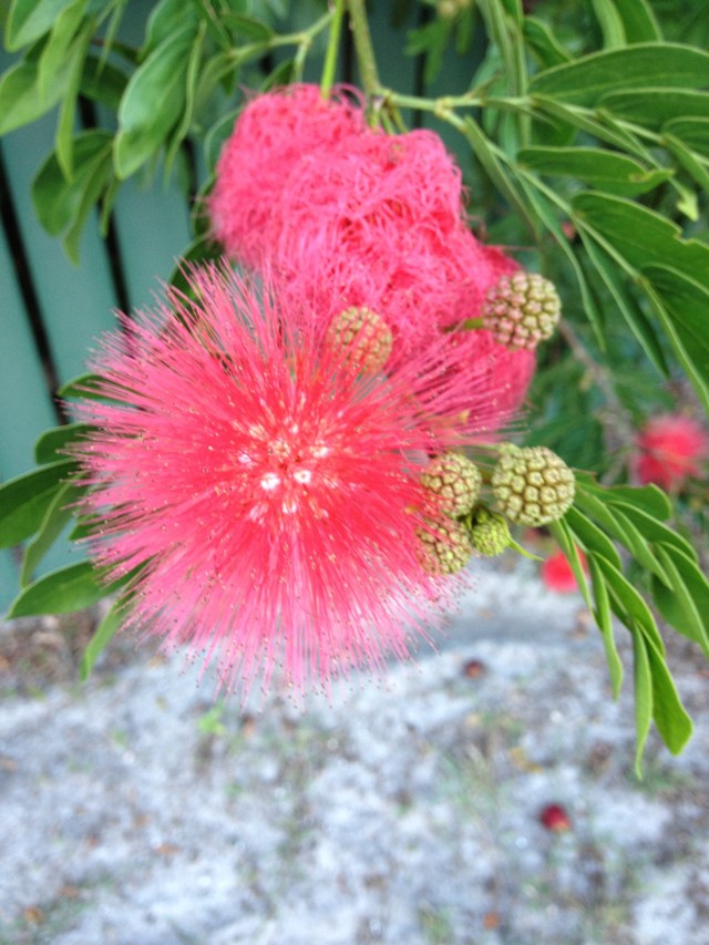 © irene waters 2014