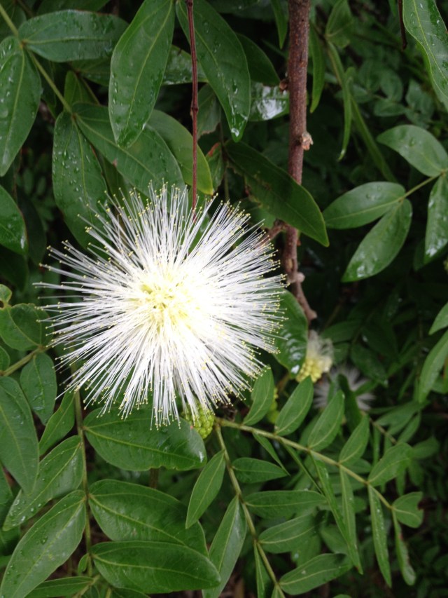 © irene waters 2014