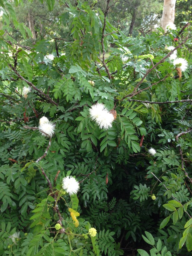 © irene waters 2014