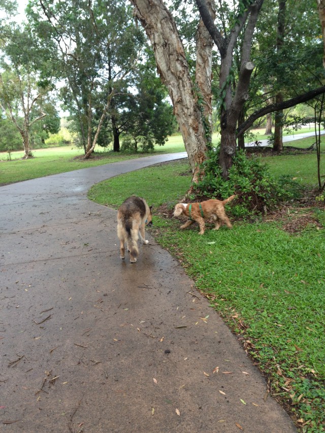 © irene waters 2014