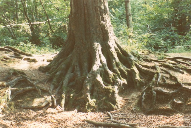 © irene waters 2014