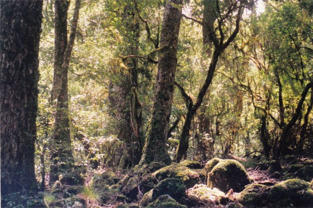 © irene waters 2014