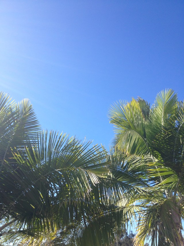 © irene waters 2014