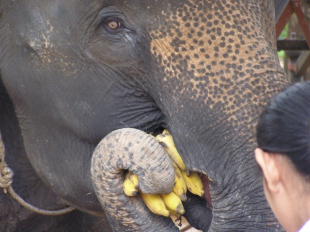 © irene waters 2014