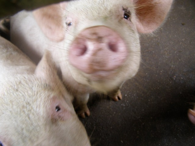 © irene waters 2014