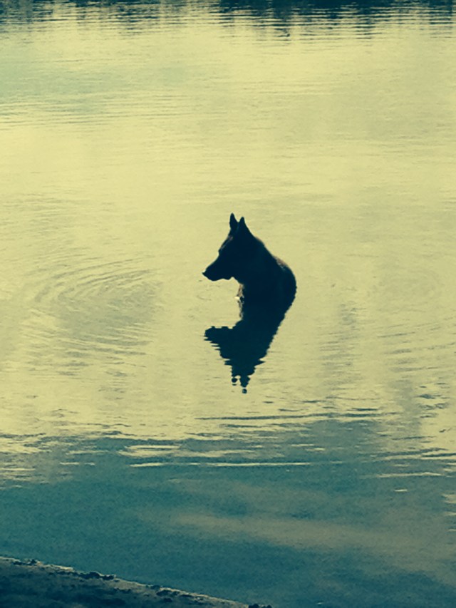 © irene waters 2014