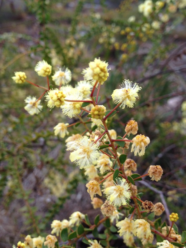 © irene waters 2014