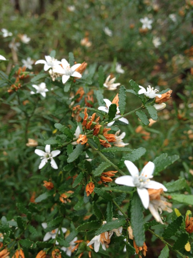 © irene waters 2014