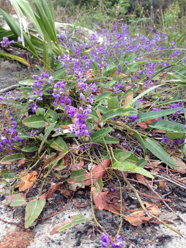 © irene waters 2014