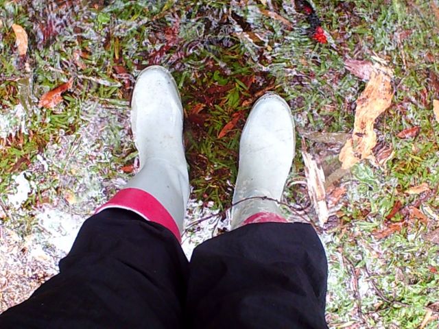 © irene waters 2014