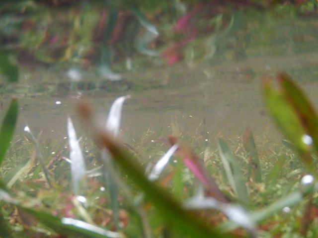 © irene waters 2014