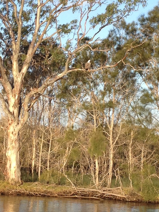 © irene waters 2014