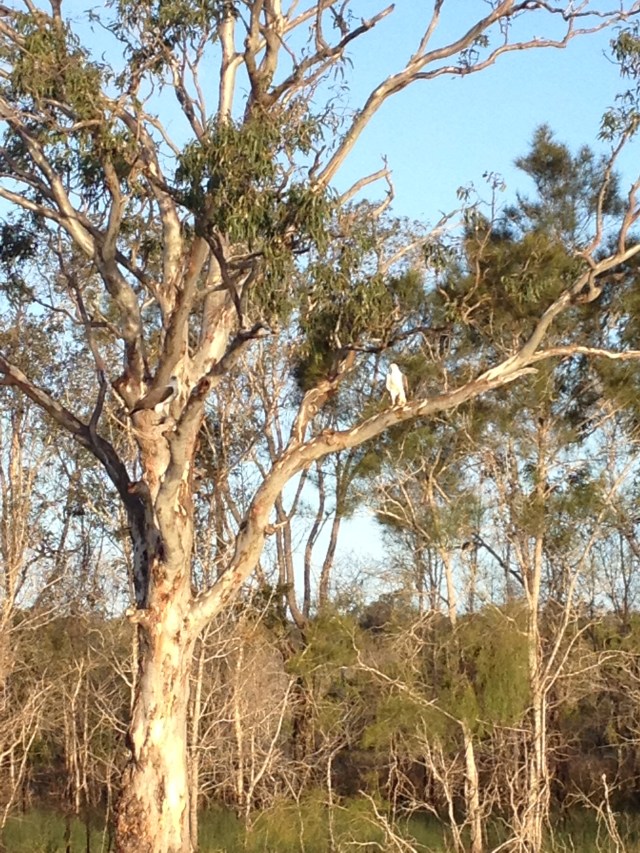 © irene waters 2014