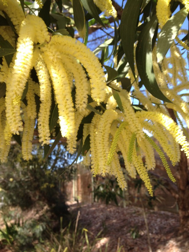 © irene waters 2014