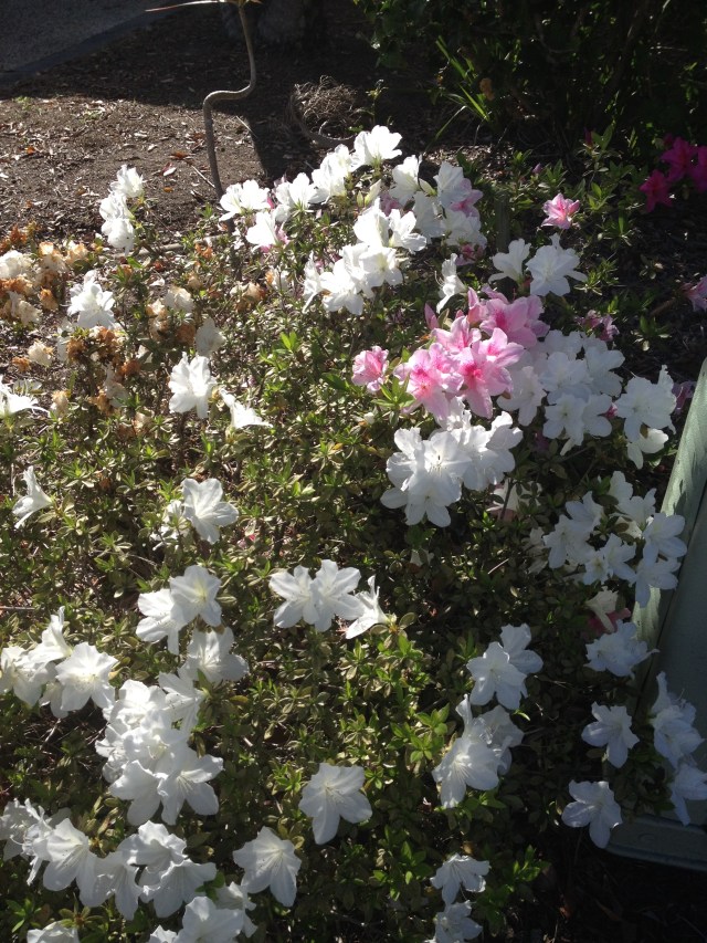 © irene waters 2014