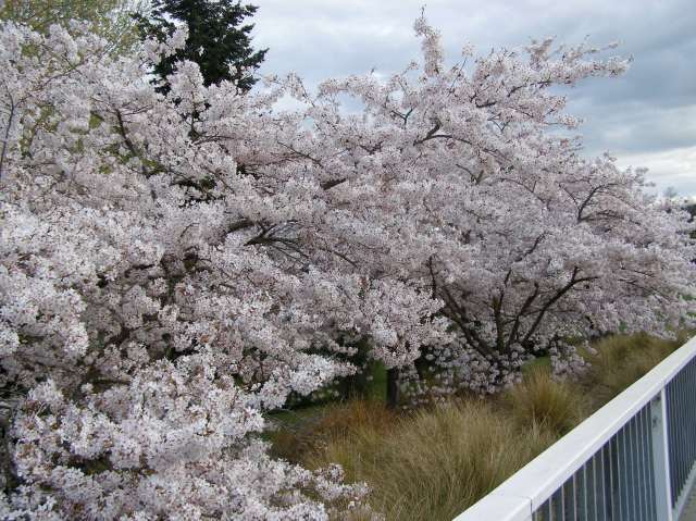 © irene waters 2014