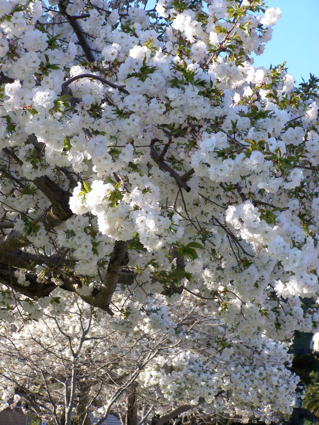 © irene waters 2014