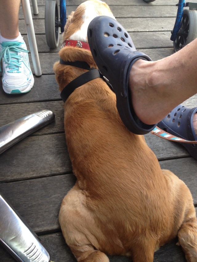 © irene waters 2014