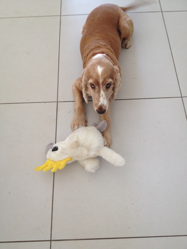 © irene waters 2014