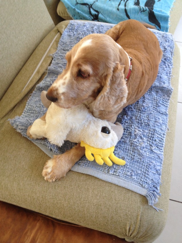 © irene waters 2014