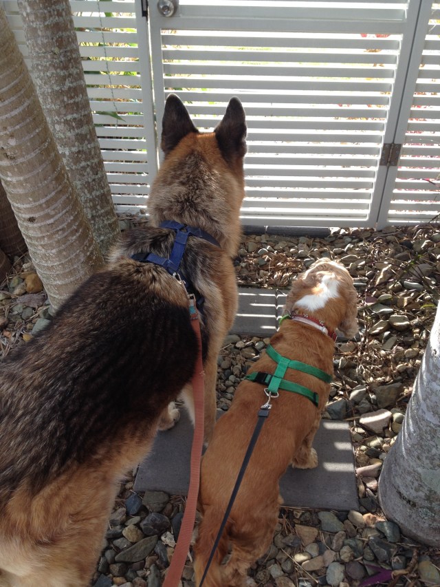 © irene waters 2014