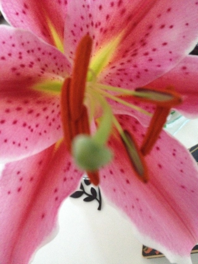 © irene waters 2014