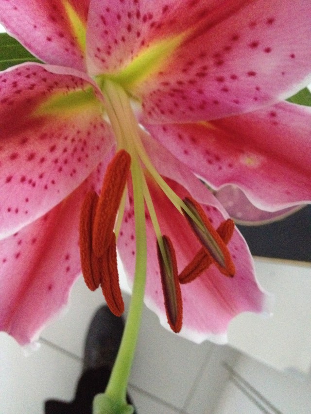 © irene waters 2014