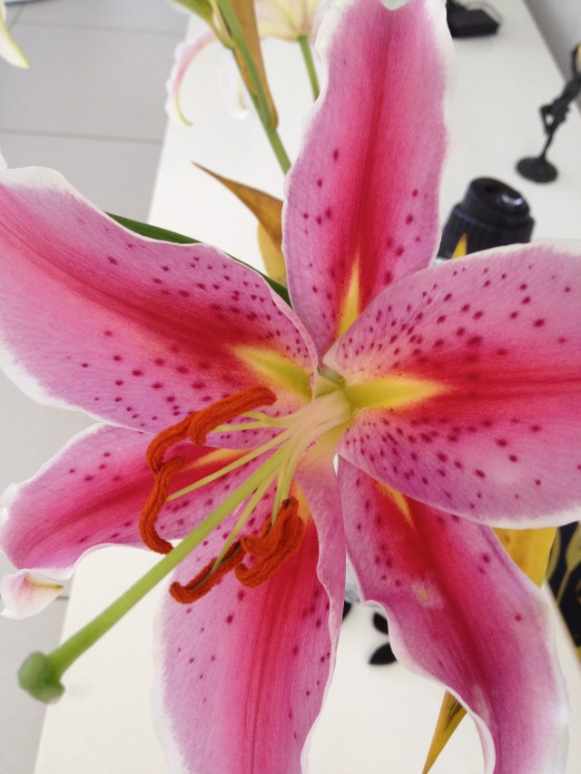 © irene waters 2014