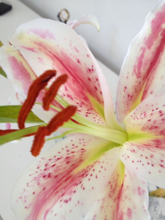 © irene waters 2014