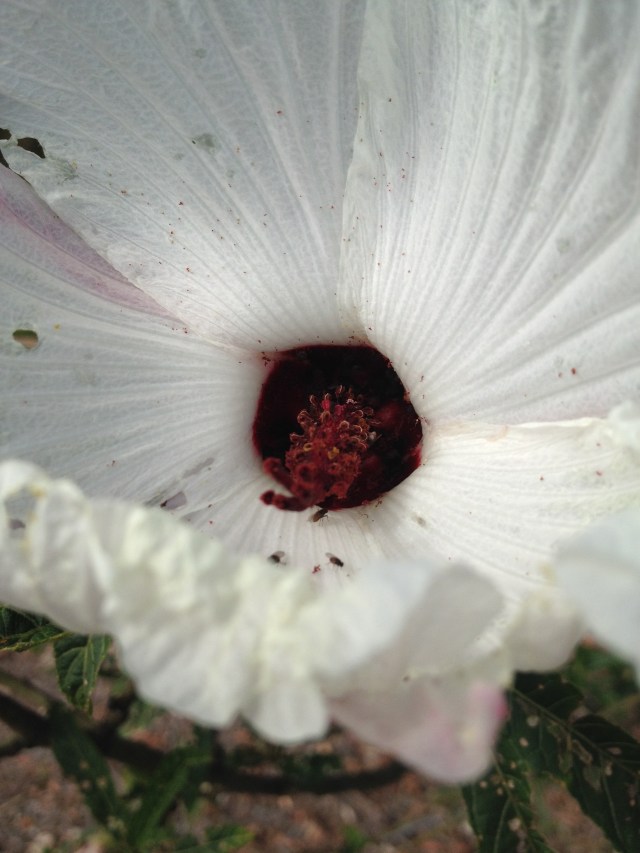 © irene waters 2014