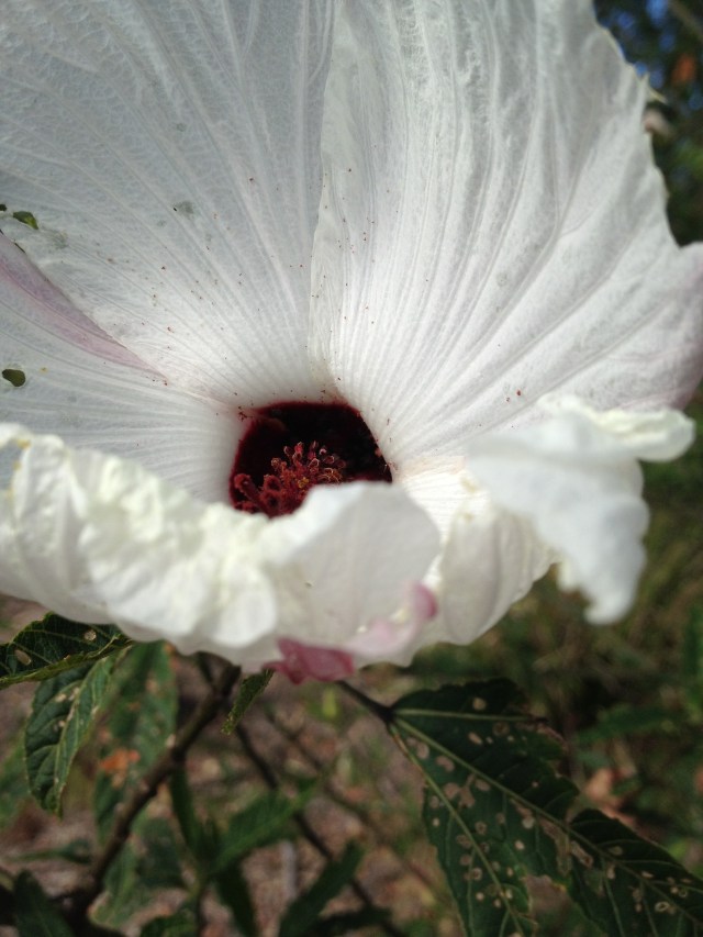 © irene waters 2014