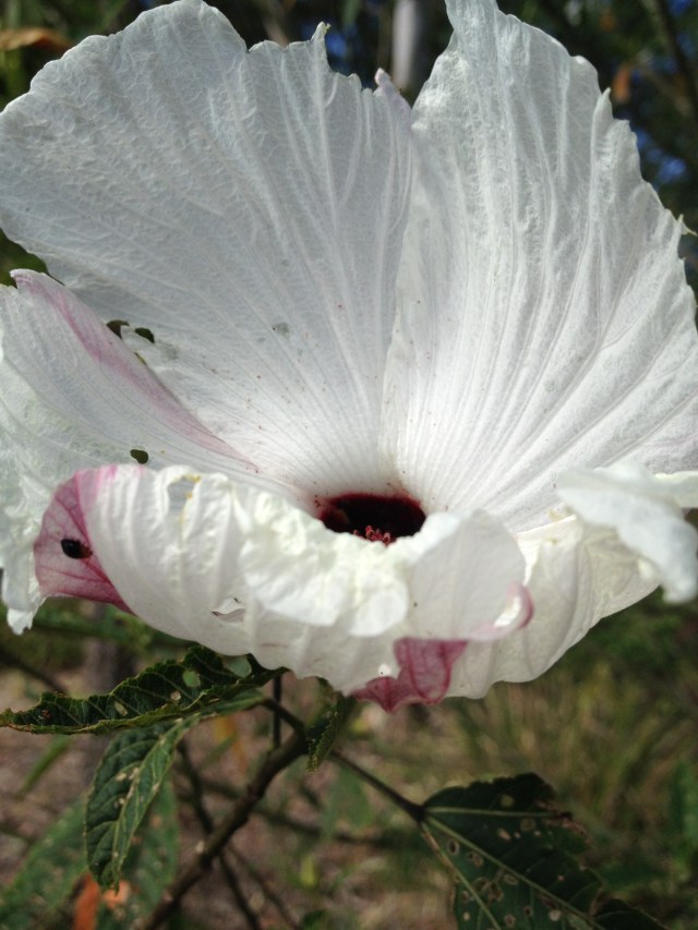 © irene waters 2014