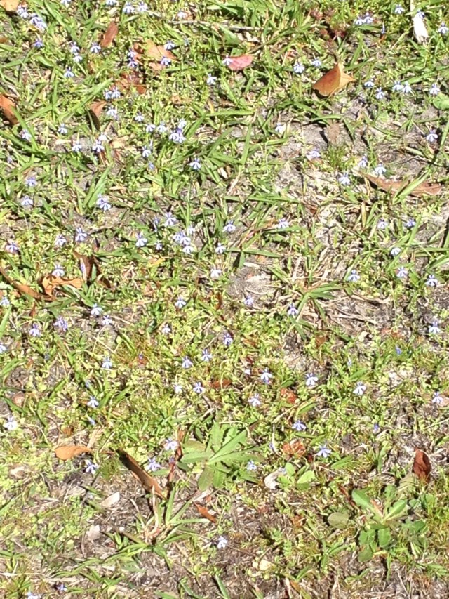 © irene waters 2014