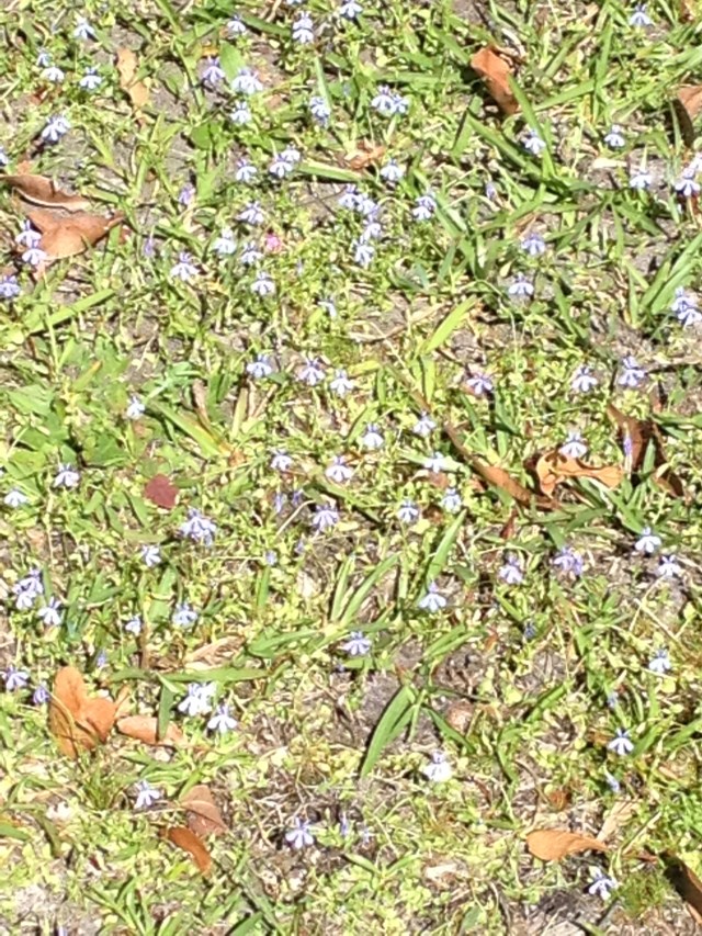 © irene waters 2014