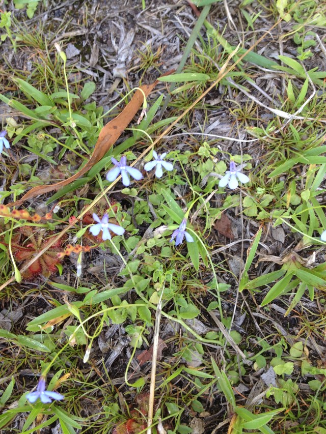 © irene waters 2014