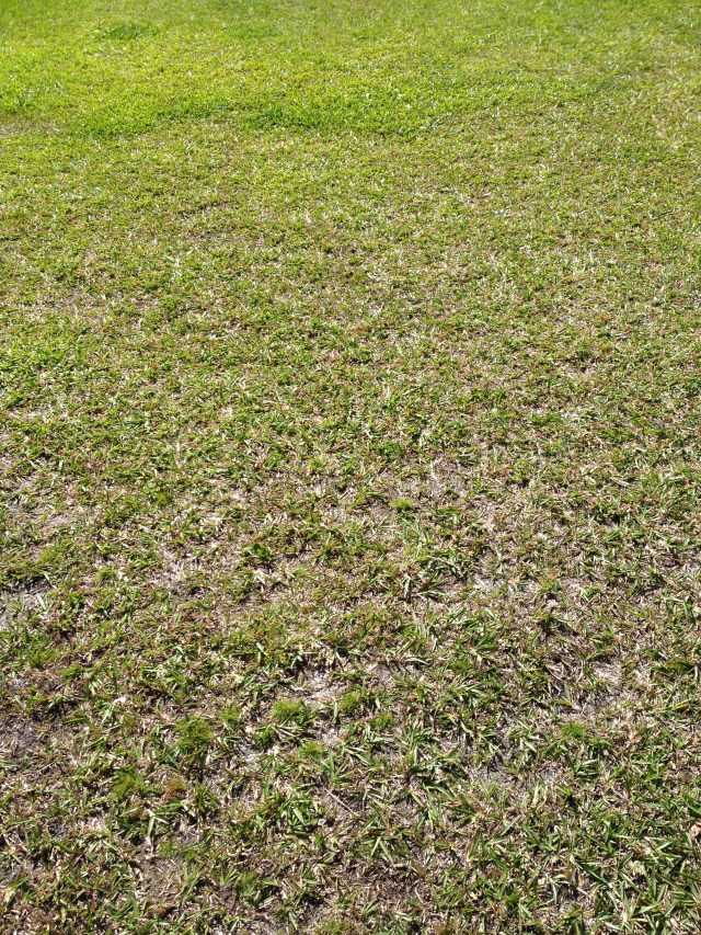 © irene waters 2014