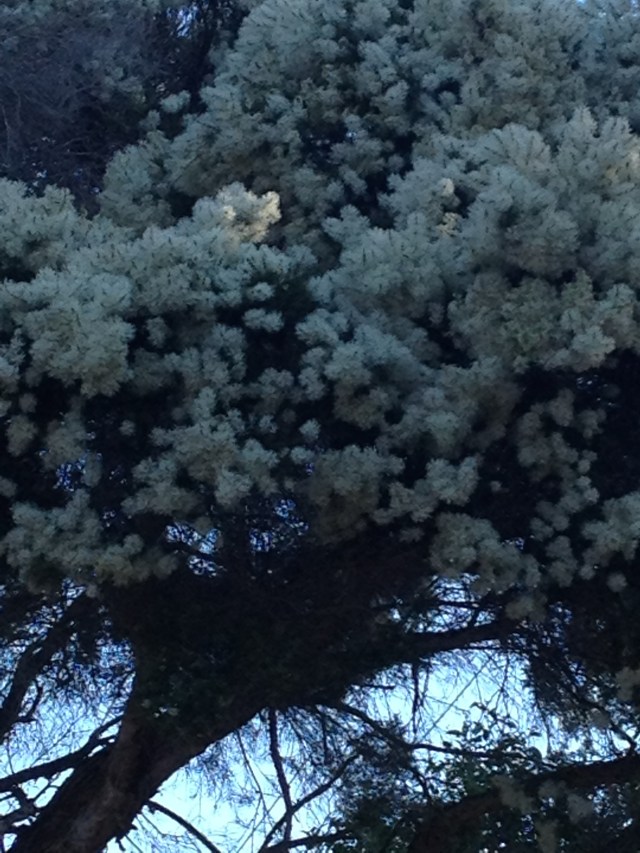 © irene waters 2014