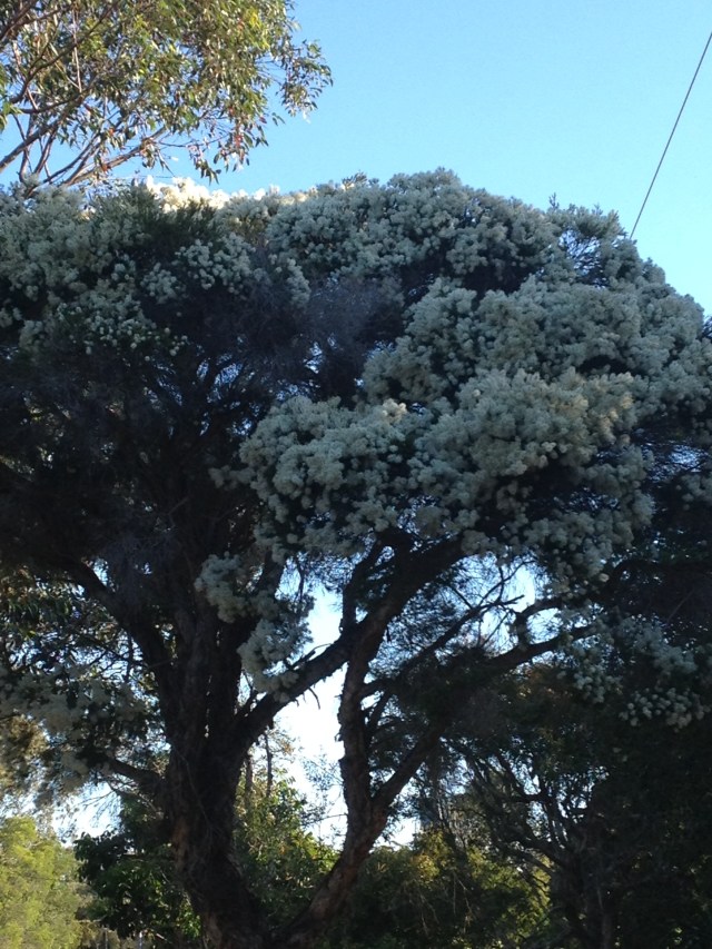 © irene waters 2014