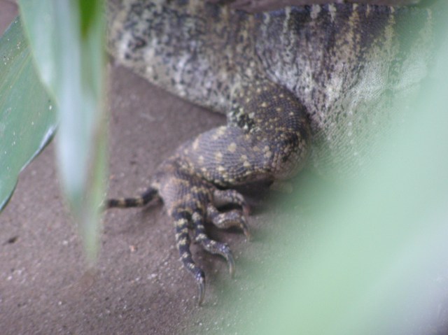 © irene waters 2014